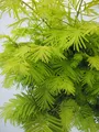Produktbild: Hochstamm Chinesisches Rotholz Gold Rush - Metasequoia glyptostroboides - 125cm