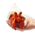 Produktbild: Folkmanis Puppet Mini Hermit Crab 2786 Finger Puppet Mini Hermit Crab