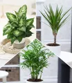 Produktbild: BALDUR Garten Zimmerpflanze 3er-Mix Luftreinigende Zimmerpflanzen 'Fresh Air', 3 St., Blattschmuckpflanze, pflegeleicht