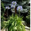 Produktbild: Liebesblume Schmucklilie  - großer Topf - Agapanthus africanus