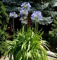 Produktbild: Liebesblume Schmucklilie - großer Topf - Agapanthus africanus - lebende Gartenpflanze aus den Baumschulen