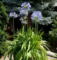 Produktbild: Liebesblume Schmucklilie  - großer Topf - Agapanthus africanus