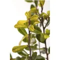 Produktbild: Ilex Crenata Golden Gem Japanische Stechpalme Goldgelb 30–40 cm