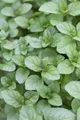Produktbild: Pflanzen für Dich Staude Mentha piperita var.citrata, 1 St., Zitronenminze, Zitronenmelisse-Minze