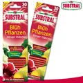 Produktbild: Substral 60 Stück Blühpflanzen-Düngerstäbchen
