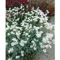 Produktbild: Cerastium Biebersteinii Silberteppich Silbrig-Grau Ca. 9x9 cm Topf