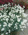 Produktbild: Cerastium biebersteinii 9x9 cm Topf – Winterhart & Mehrjährig & Pflegeleicht – Silberteppich – Bodendecker für Steingarten & Beet