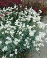 Produktbild: Pflanzen für Dich Staude Cerastium biebersteinii, 1 St., Biebersteins Hornkraut, Silberhornkraut, Filziges Hornkraut