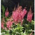 Produktbild: Prachtspiere Amethyst - Astilbe arendsii