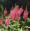 Produktbild: Prachtspiere Amethyst - Astilbe arendsii