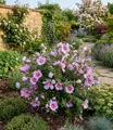 Produktbild: BALDUR Garten Zierstrauch Zwerg-Hibiskus 'Little Legends Pink®', 1 St., Trockenheitsresistent, genügsam, winterhart, mehrjährig