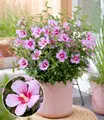 Produktbild: BALDUR Garten Zwerg-Hibiskus 'Little Legends Pink®',1 Pflanze