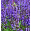 Produktbild: Salbei Viola Klose - Salvia nemorosa