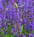 Produktbild: Salbei Viola Klose - Salvia nemorosa - lebende Gartenpflanze aus den Baumschulen
