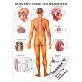 Produktbild: Das Nervensystem Lehrtafel Anatomie 100x70 cm medizinische Lehrmittel, Laminiert