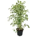 Produktbild: Exotenherz Ficus Benjamini Twighlight im 17cm Topf