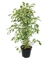 Produktbild: Exotenherz Zimmerpflanze Ficus benjamini 