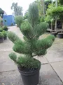 Produktbild: Schwarzkiefer Oregon Green - Pinus nigra Oregon Green 60-70