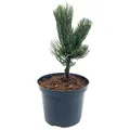 Produktbild: Pinus nigra 'Oregon Green' / Schwarzkiefer 'Oregon Green' im 2 ltr. Topf