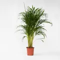 Produktbild: Plant in a Box - Goldfruchtpalme - Dypsis lutescens - Höhe 100-120cm - Topf 21cm