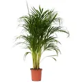 Produktbild: Plant in a Box Dypsis Lutescens Areca - Goldfruchtpalme Höhe 100-120cm