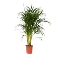Produktbild: Plant in a Box - Dypsis Lutescens - Areca Goldfruchtpalme - Zimmerpflanze - Luftreinigende palme - Topf 21cm - Höhe 100-120cm