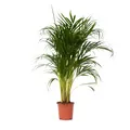 Produktbild: Plant in a Box  Goldfruchtpalme Dypsis lutescens 100cm Zimmerpalme