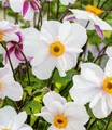 Produktbild: BALDUR Garten Staude Weiße Herbst-Anemone, 2 St., Herbstanemonen, winterhart, lange Blütezeit, bienenfreundlich
