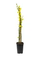 Produktbild: Winterjasmin Pflanze 60-70 cm (Jasminum nudiflorum) – Winterharte Gartenpflanze, Gelbe Blüten, Ideal für Rankgitter, Balkon & Terrasse