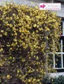 Produktbild: Winterjasmin 70 - 80 cm Jasminum nudiflorum schöner Winterblüher Kletterpflanze
