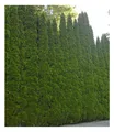 Produktbild: BALDUR Garten Lebensbaum-Hecke 'Smaragd' 40-60cm hoch, 1 Pflanze, Thuja occidentalis Smaragd, Sichtschutz, anspruchslos & wächst schön gleichmäßig & schlank, winterhart, Thuja occidentalis Smaragd