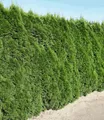 Produktbild: BALDUR Garten Hecken Lebensbaum-Hecke 'Smaragd' 40-60 cm hoch, 1 St., Schnellwachsend, winterhart, mehrjährig, blickdicht