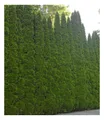 Produktbild: Lebensbaum-Hecke 'Smaragd' 40-60cm hoch, 1 Pflanze Thuja occidentalis Smaragd