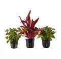 Produktbild: Aquaone Wasserpflanze Pflanzen Set mit 3 schönen roten Wasserpflanzen Nr.102