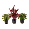 Produktbild: Pflanzen Set mit 3 schönen roten Topf Aquarium Wasserpflanzen AquaOne Nr.102