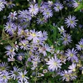 Produktbild: Blumixx Stauden Aster ericoides 'Erlkönig' – Myrtenaster hellviolett blühend, winterhart & bienenfreundlich, 1L Topf – pflegeleicht & reichblühend für Beet & Kübel
