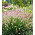 Produktbild: BALDUR Garten 3x Lampenputzergras Hameln, Pflanzen im 9x9 cm-Topf, Federborstengras, Süßgras, winterharte Staude, trockenresistent, mehrjährig, ...