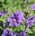 Produktbild: Pracht Storchschnabel - Geranium magnificum