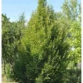 Produktbild: Säulen Hainbuche 100-125cm - Carpinus betulus Fastigiata