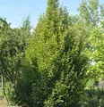Produktbild: Säulen Hainbuche 100-125cm - Carpinus betulus Fastigiata