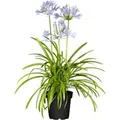 Produktbild: Agapanthus Schmucklilie Northern Star 2-3 Liter Container