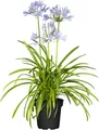 Produktbild: Agapanthus 'Northern Star', Schmucklilie, tiefblau, 2-3 Liter Container