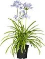 Produktbild: Agapanthus 'Northern Star' – Winterhart, Mehrjährig, Pflegeleicht – Schmucklilie – Kübelpflanze für Terrasse & Balkon