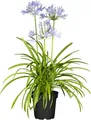Produktbild: Agapanthus 'Northern Star', Schmucklilie, tiefblau, 2-3 Liter Container