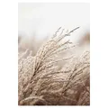 Produktbild: Gerahmtes Bild FIELD GRASS - 50x70 cm Wandbild Grafik Poster