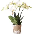 Produktbild: Kolibri Orchideen Weiße Phalaenopsis Orchidee Jewel Ghent Topfgröße 12cm