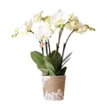 Produktbild: Exotenherz Zimmerpflanze Weiße Phalaenopsis Orchidee Jewel Ghent Topfgröße 12cm