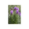 Produktbild: Liatris spicata 'Kobold', Prachtscharte, violett, ca. 9x9 cm Topf