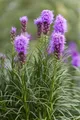Produktbild: Liatris spicata 'Kobold', Prachtscharte, violett, ca. 9x9 cm Topf