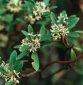 Produktbild: Tasmanischer Bergpfeffer 40-60cm - Drimys lanceolata - lebende Gartenpflanze aus den Baumschulen